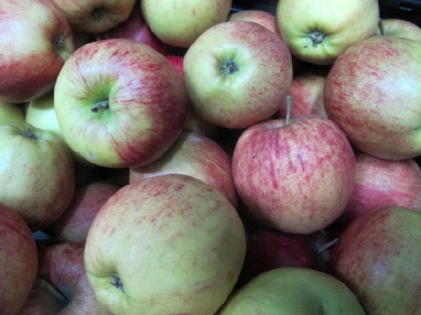 Apfel Jonagored 70+ DEMETER, 500g
