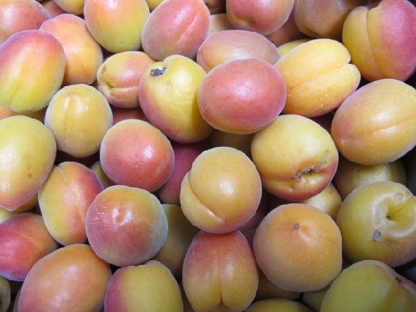 Aprikose orange Premium, Stückware