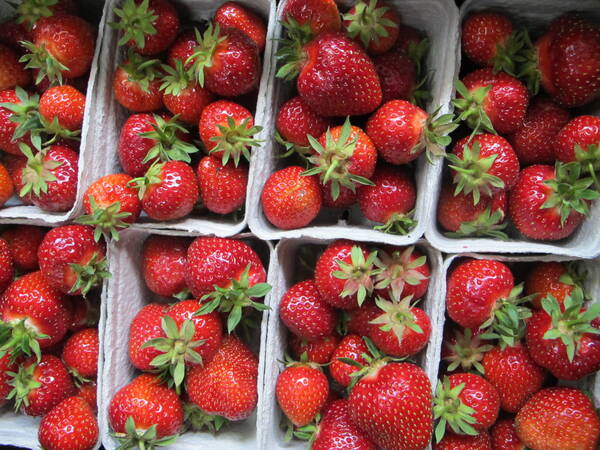 BIOLAND Erdbeeren, 250g Schale
