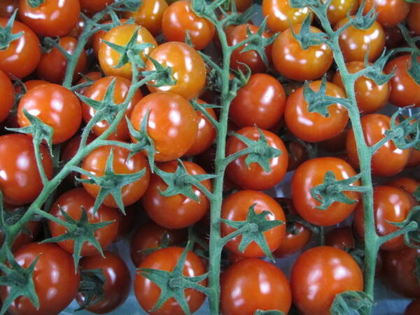 Cherry-Strauchtomate DEMETER, Deutschland, 500g