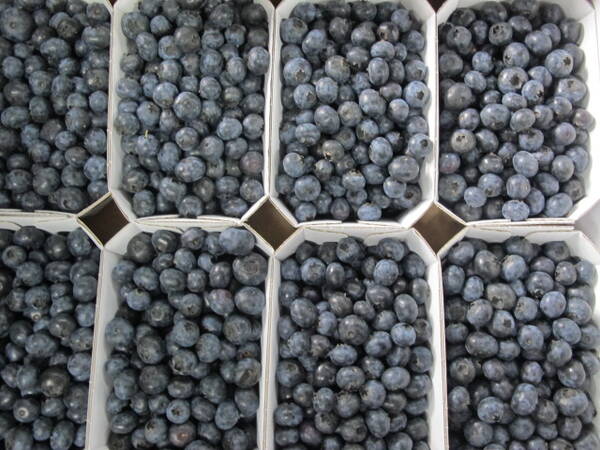BIOLAND Heidelbeeren, 250g Schale