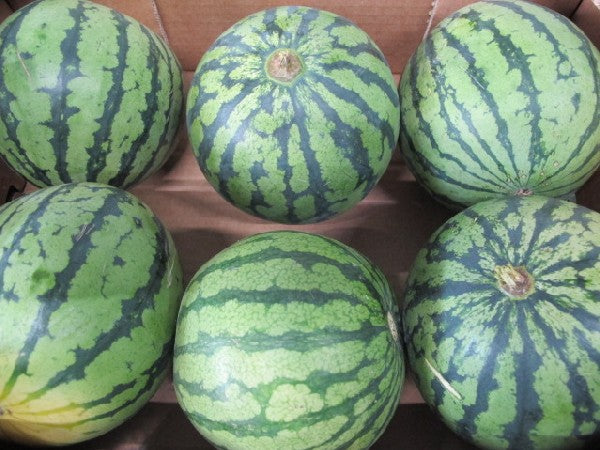 Mini Wassermelone, Stückware, ca. 2kg