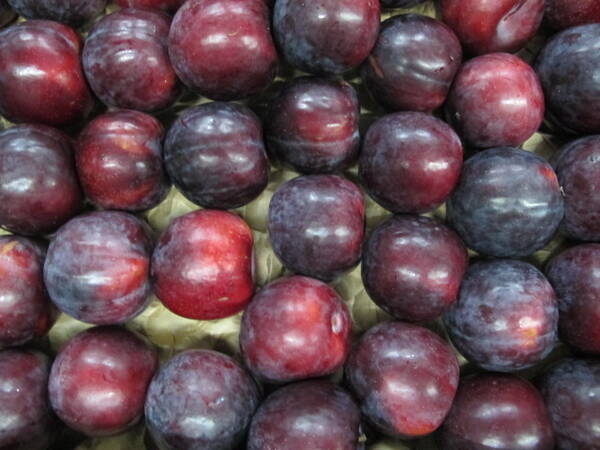 Pflaume rot/schwarz DEMETER, 500g