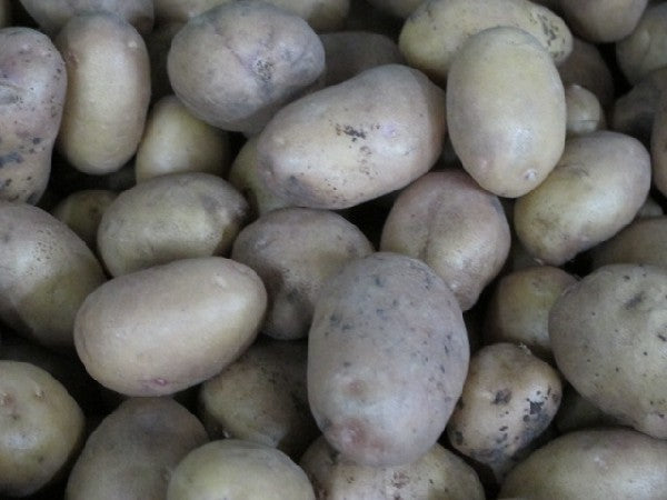 Kartoffel Goldmarie festkochend, aus Langlingen, 500g