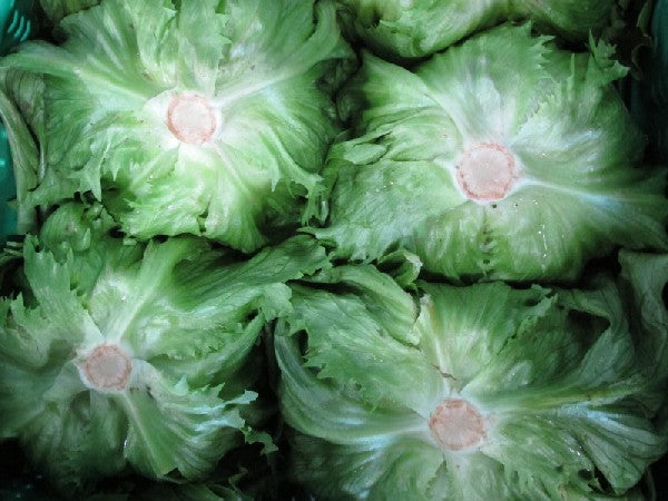 Eisbergsalat BIOLAND