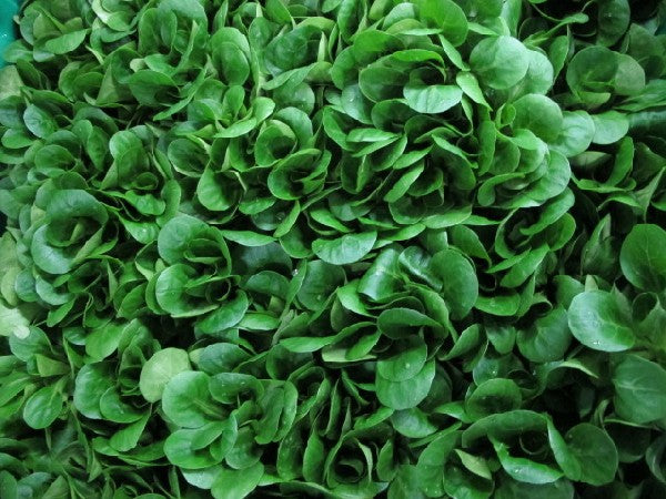 Feldsalat BIOLAND, 100g