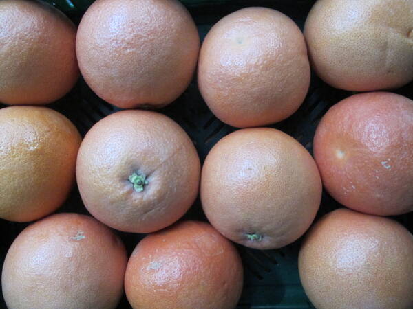 Grapefruit Star Ruby