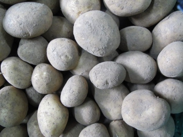 Kartoffel Belana festkochend BIOLAND, 500g