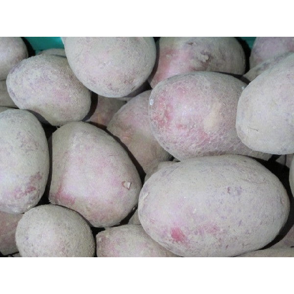 Kartoffel Rote Laura, überw. festkochend, aus Langlingen, 500g
