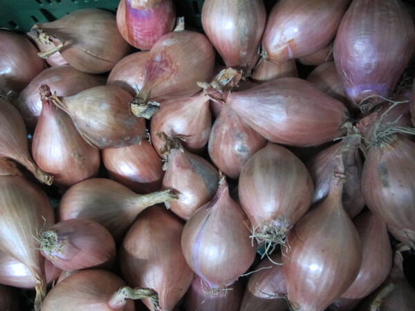 Schalotte BIOLAND, 500g