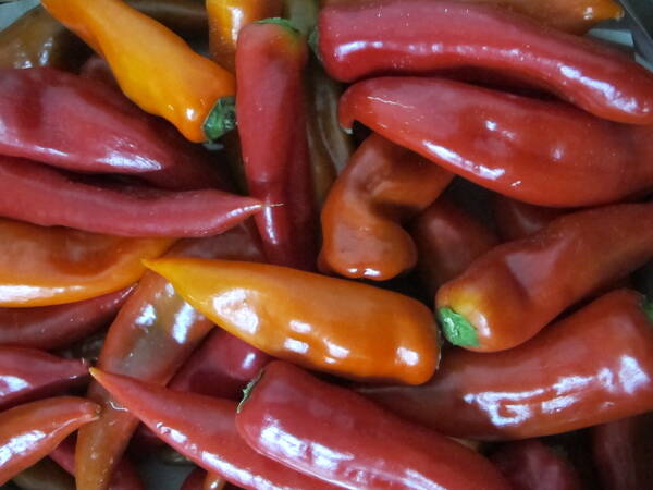 Spitzpaprika rot - Sorte Florina, Stückware, ca. 175g