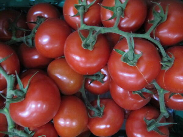 Strauchtomate Bio aus Frankreich, 500g