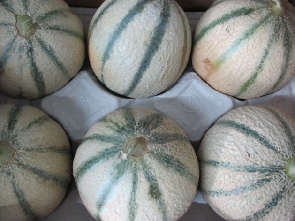 Melone Charentais, Stückware, ca. 1kg