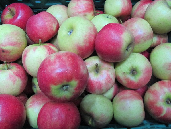 Apfel Elstar 60+ BIOLAND, 500g – nirmini