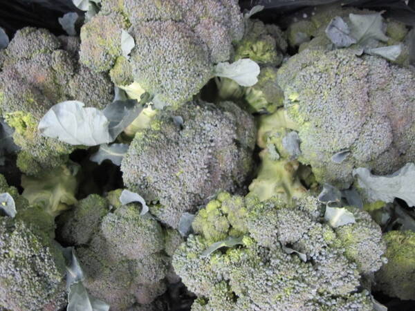 Broccoli BIOLAND, 500g