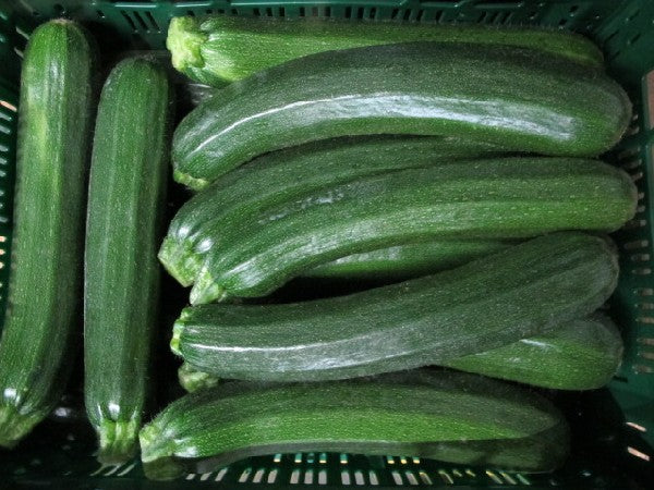Zucchini 14-21er Größe